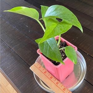 EPIPREMNUM PINNATUM POTHOS HOUSEPLANT